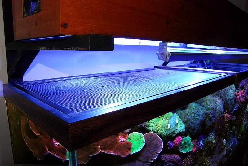 How to keep fish from jumping out? The Reef Tank